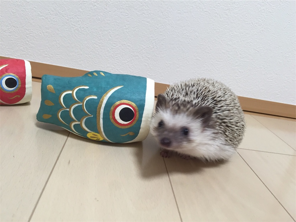 f:id:hedgehog_chacha:20160501191422j:image f:id:hedgehog_chacha:20160501191422j:image