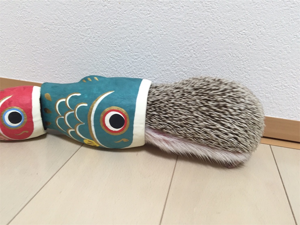 f:id:hedgehog_chacha:20160501191537j:image f:id:hedgehog_chacha:20160501191537j:image