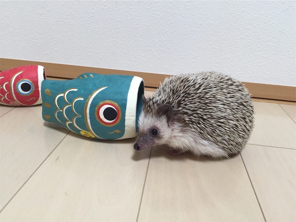f:id:hedgehog_chacha:20160501191634j:image f:id:hedgehog_chacha:20160501191634j:image