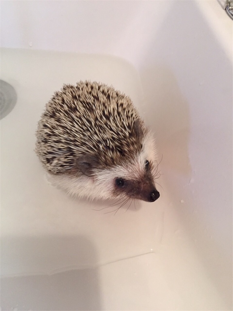 f:id:hedgehog_chacha:20160506133849j:image f:id:hedgehog_chacha:20160506133849j:image