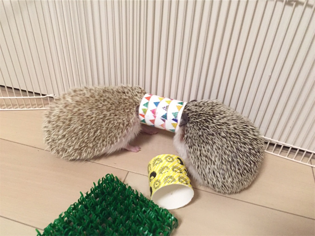 f:id:hedgehog_chacha:20160507213006j:image f:id:hedgehog_chacha:20160507213006j:image