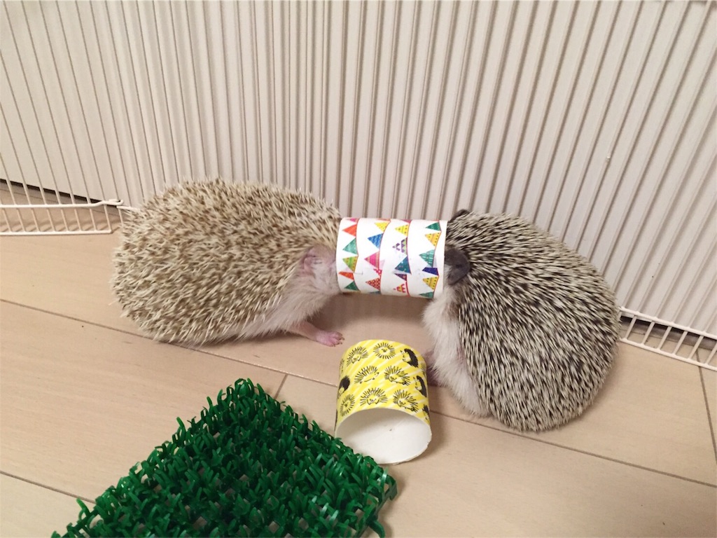 f:id:hedgehog_chacha:20160507213113j:image f:id:hedgehog_chacha:20160507213113j:image