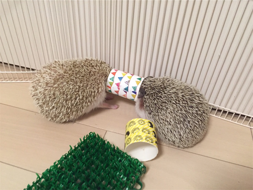 f:id:hedgehog_chacha:20160507213249j:image f:id:hedgehog_chacha:20160507213249j:image