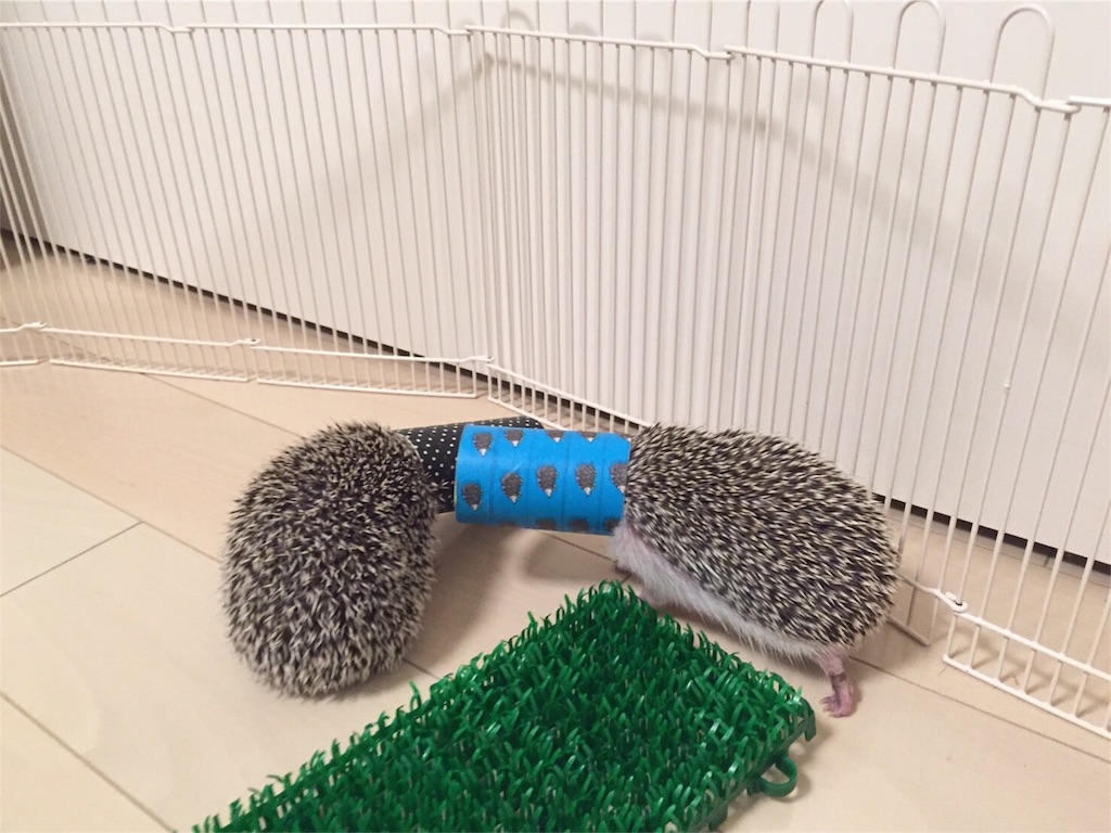 f:id:hedgehog_chacha:20160507214853j:image f:id:hedgehog_chacha:20160507214853j:image