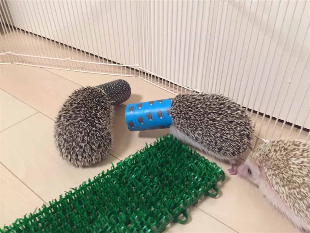 f:id:hedgehog_chacha:20160507214930j:image f:id:hedgehog_chacha:20160507214930j:image