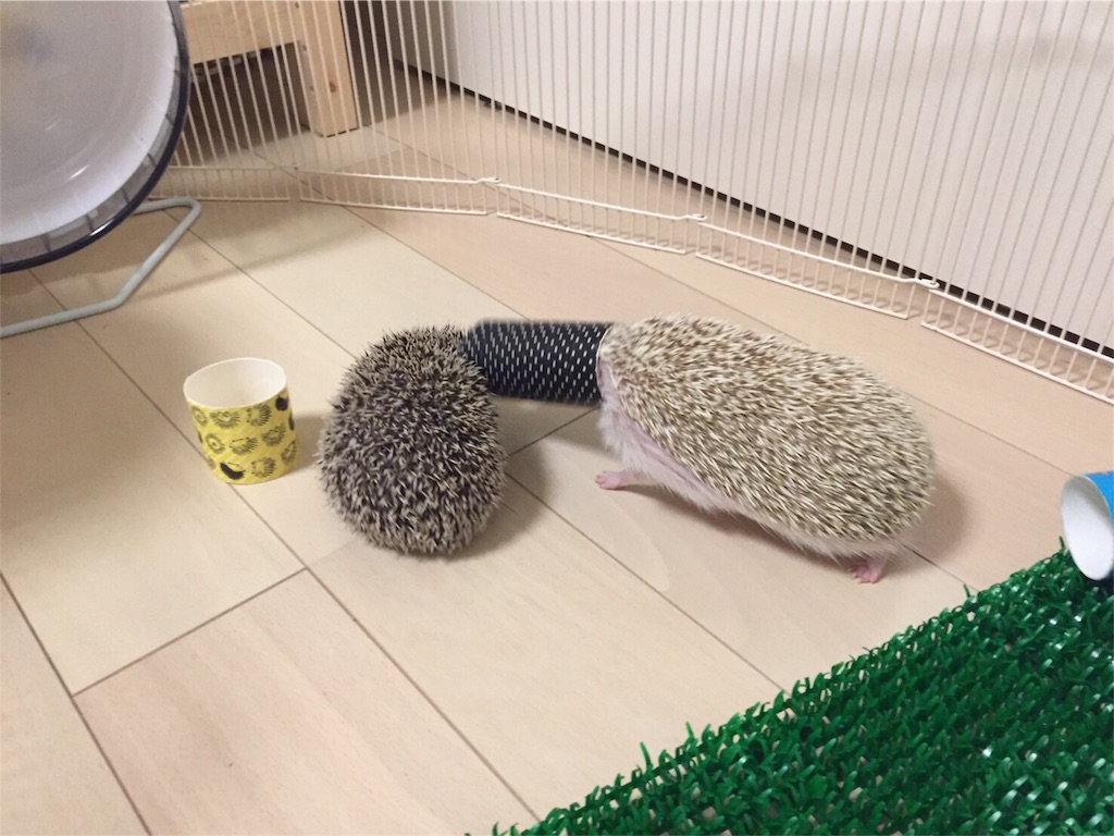 f:id:hedgehog_chacha:20160507220735j:image f:id:hedgehog_chacha:20160507220735j:image