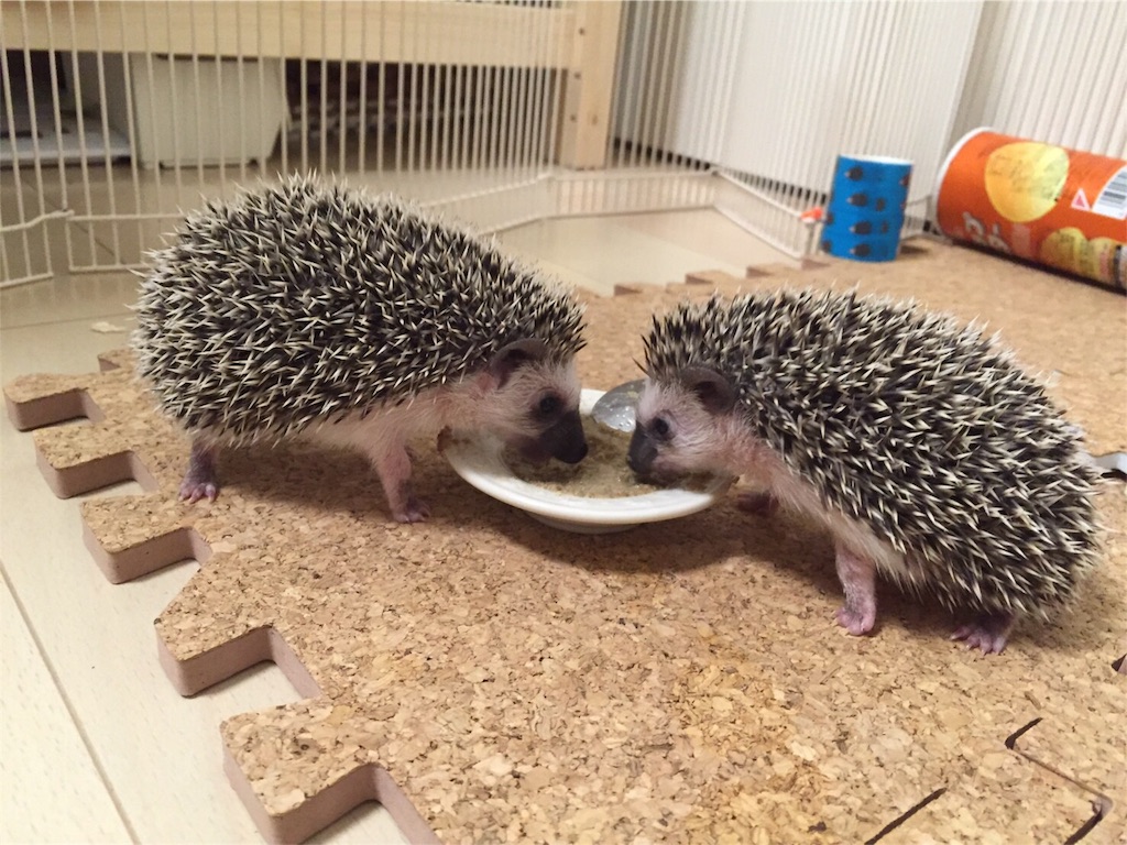 f:id:hedgehog_chacha:20160507224638j:image f:id:hedgehog_chacha:20160507224638j:image