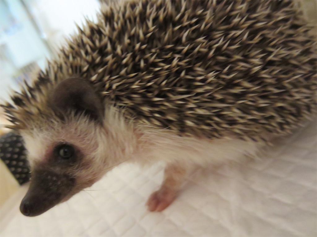 f:id:hedgehog_chacha:20160513075655j:image f:id:hedgehog_chacha:20160513075655j:image