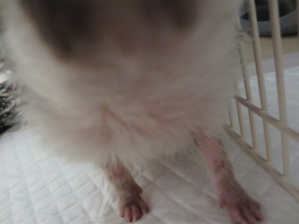 f:id:hedgehog_chacha:20160516184302j:image f:id:hedgehog_chacha:20160516184302j:image