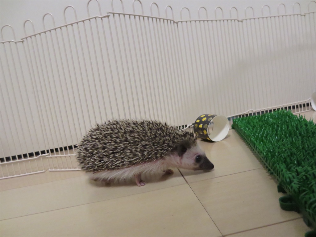 f:id:hedgehog_chacha:20160516184401j:image f:id:hedgehog_chacha:20160516184401j:image