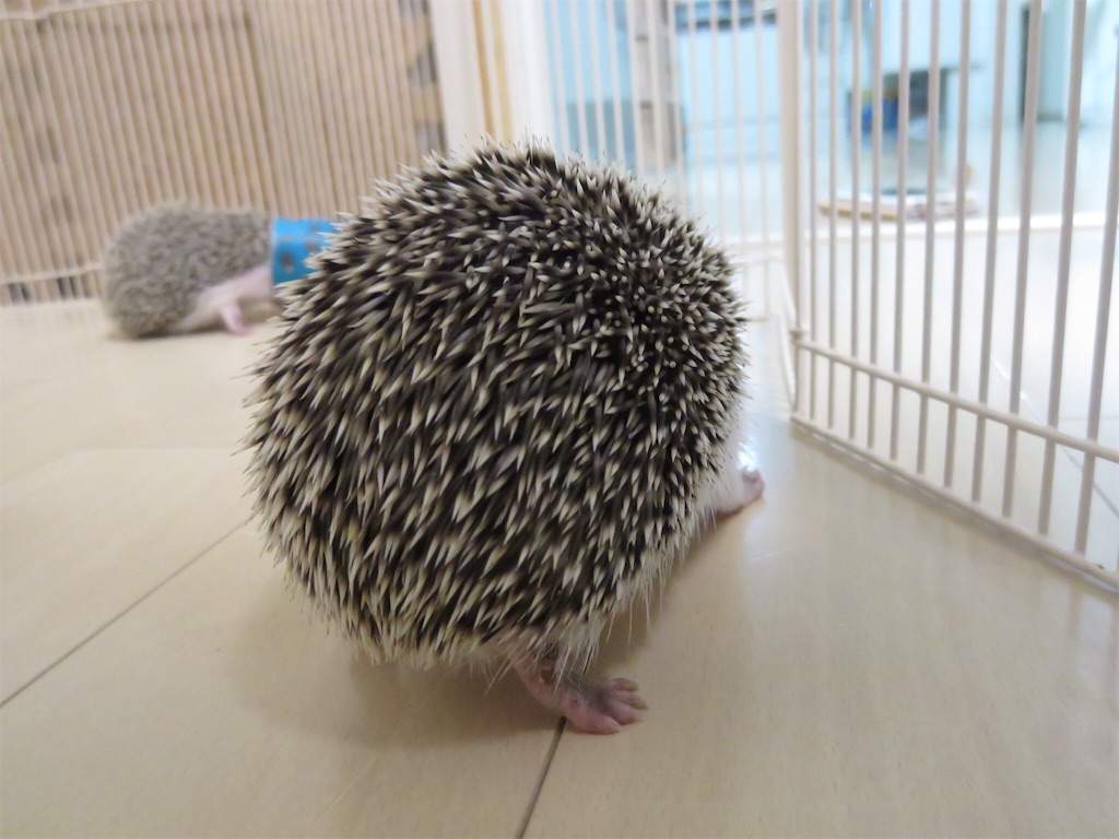 f:id:hedgehog_chacha:20160516184641j:image f:id:hedgehog_chacha:20160516184641j:image