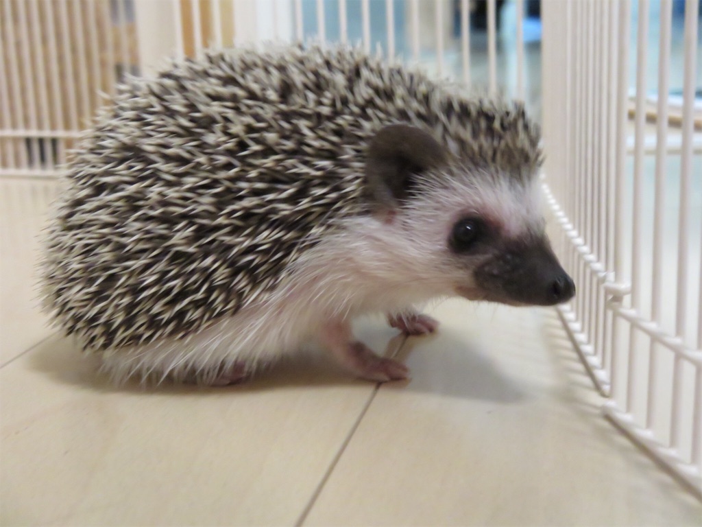 f:id:hedgehog_chacha:20160516185032j:image f:id:hedgehog_chacha:20160516185032j:image