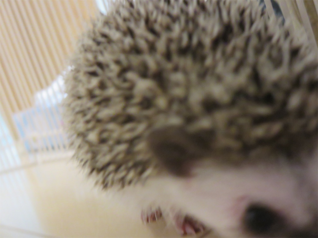f:id:hedgehog_chacha:20160516185231j:image f:id:hedgehog_chacha:20160516185231j:image
