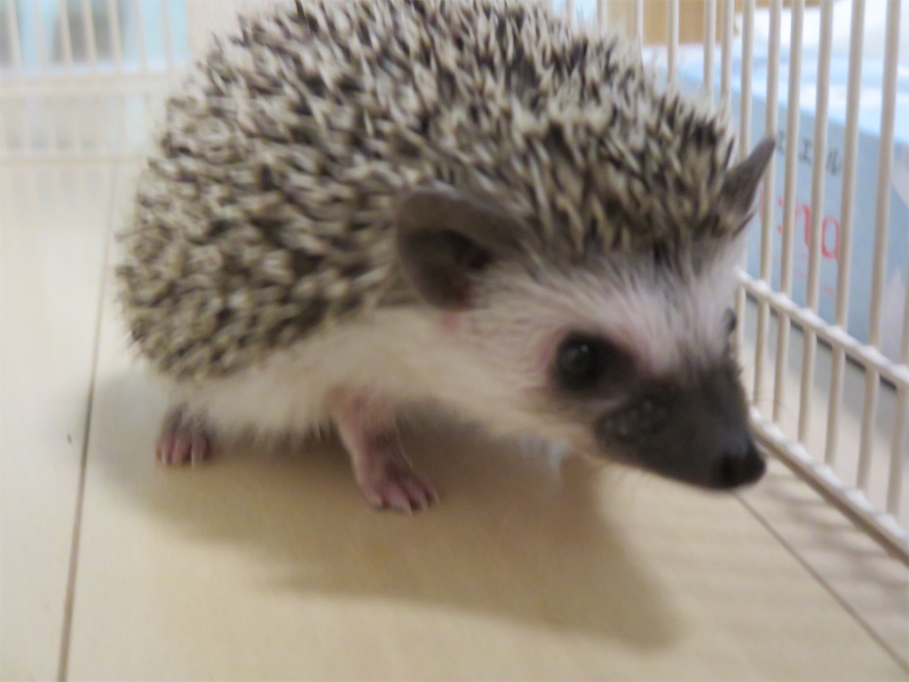 f:id:hedgehog_chacha:20160516185317j:image f:id:hedgehog_chacha:20160516185317j:image