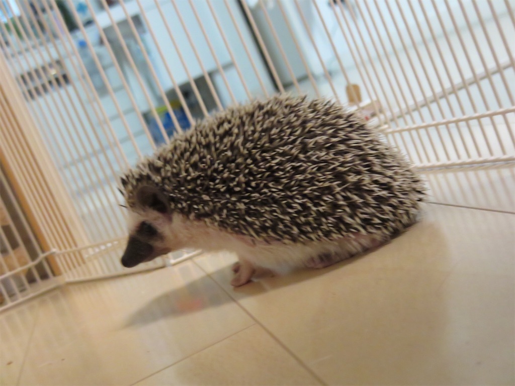 f:id:hedgehog_chacha:20160516185348j:image f:id:hedgehog_chacha:20160516185348j:image