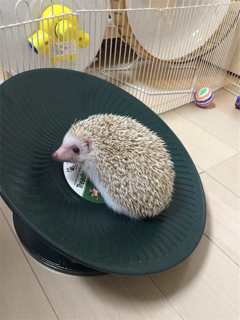 f:id:hedgehog_chacha:20160605213658j:image f:id:hedgehog_chacha:20160605213658j:image