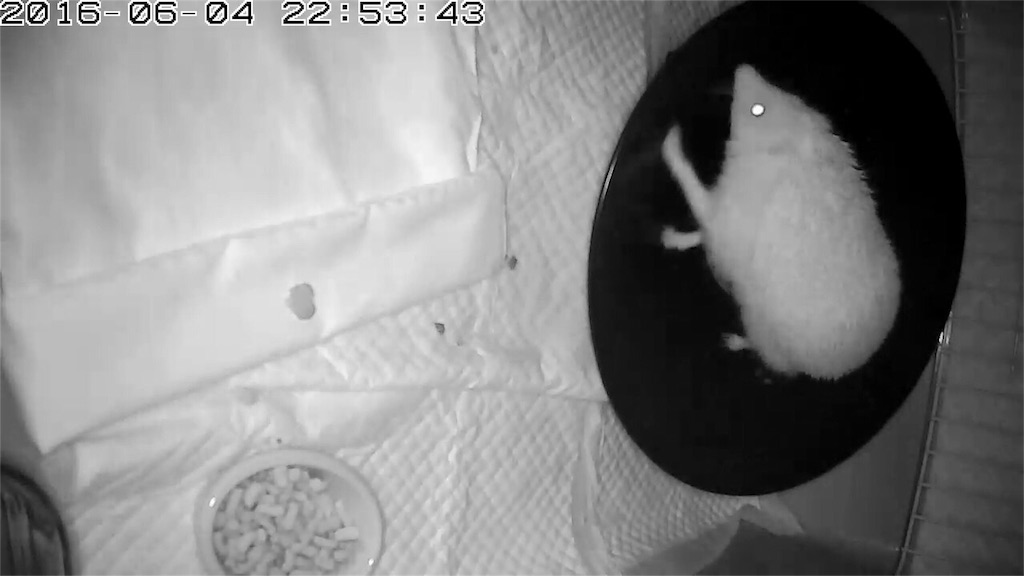 f:id:hedgehog_chacha:20160605215107j:image f:id:hedgehog_chacha:20160605215107j:image