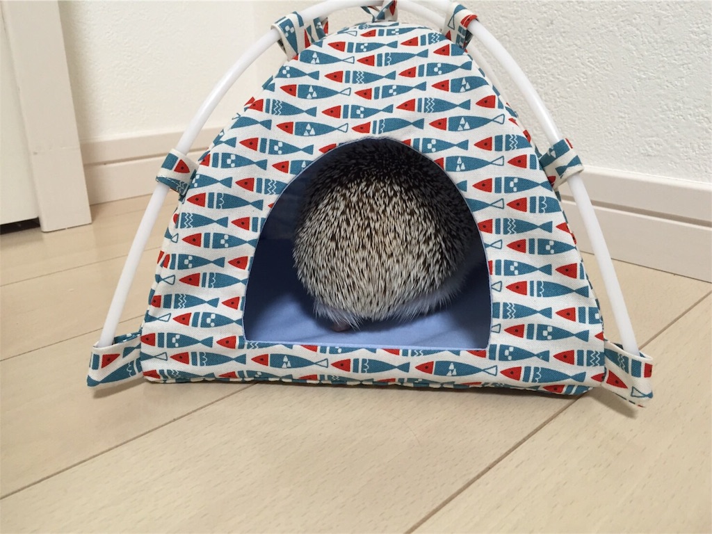 f:id:hedgehog_chacha:20160605222208j:image f:id:hedgehog_chacha:20160605222208j:image
