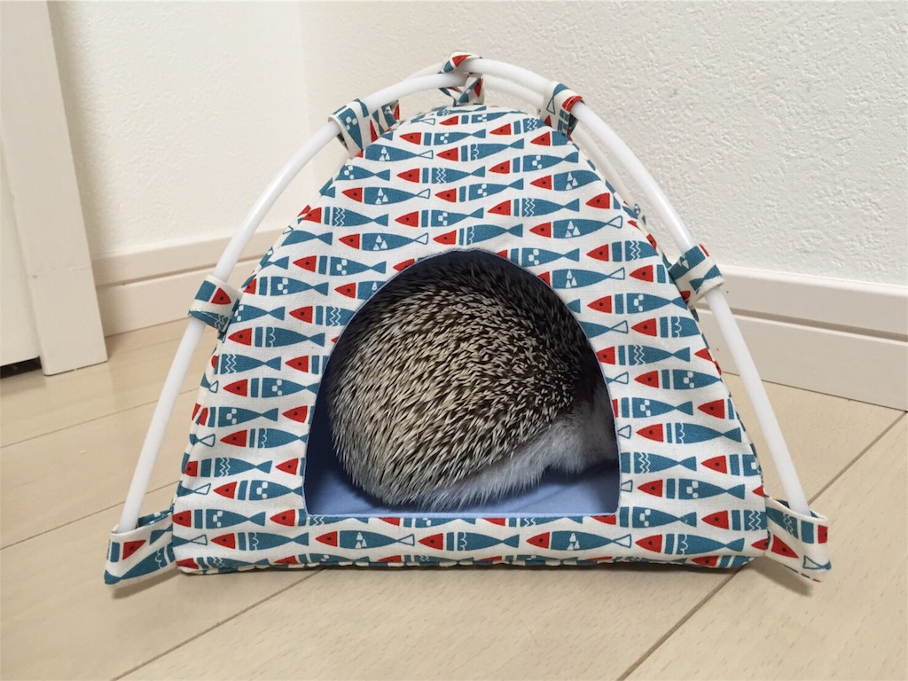 f:id:hedgehog_chacha:20160605222256j:image f:id:hedgehog_chacha:20160605222256j:image