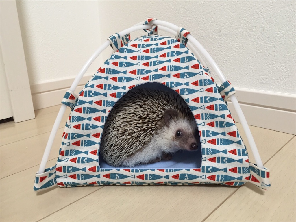f:id:hedgehog_chacha:20160605222359j:image f:id:hedgehog_chacha:20160605222359j:image