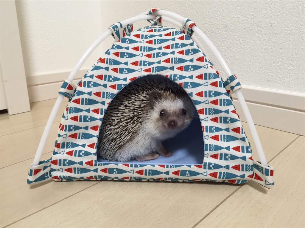f:id:hedgehog_chacha:20160605222505j:image f:id:hedgehog_chacha:20160605222505j:image