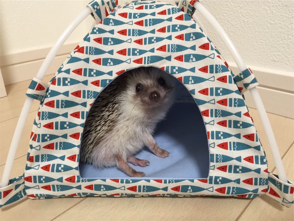f:id:hedgehog_chacha:20160605222556j:image f:id:hedgehog_chacha:20160605222556j:image