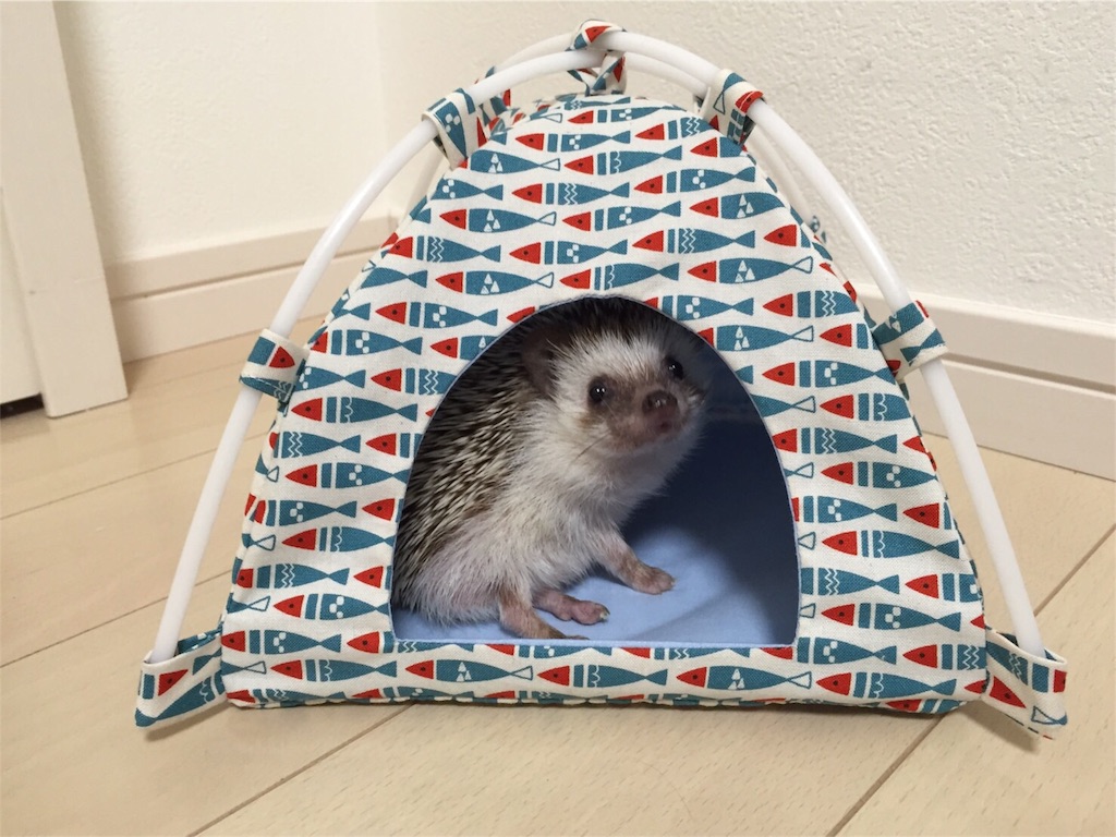 f:id:hedgehog_chacha:20160605222701j:image f:id:hedgehog_chacha:20160605222701j:image