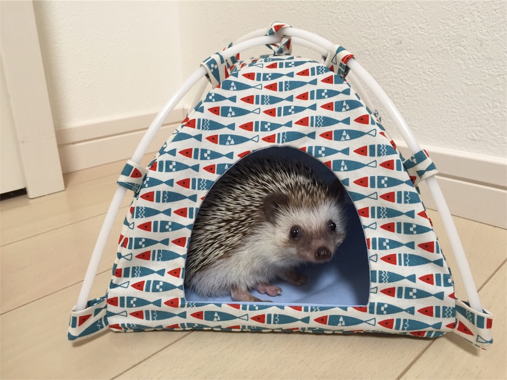 f:id:hedgehog_chacha:20160605223351j:image f:id:hedgehog_chacha:20160605223351j:image