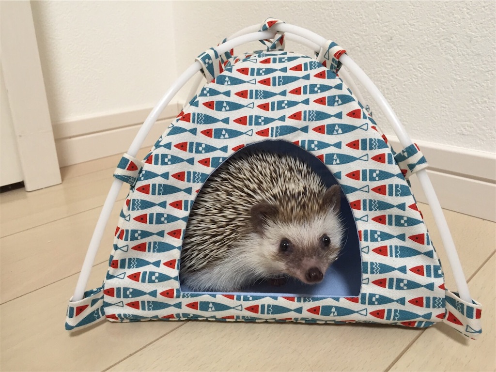 f:id:hedgehog_chacha:20160605223637j:image f:id:hedgehog_chacha:20160605223637j:image
