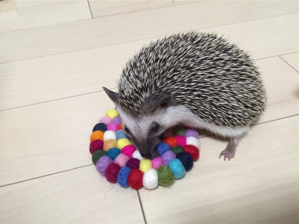 f:id:hedgehog_chacha:20160605230645j:image f:id:hedgehog_chacha:20160605230645j:image