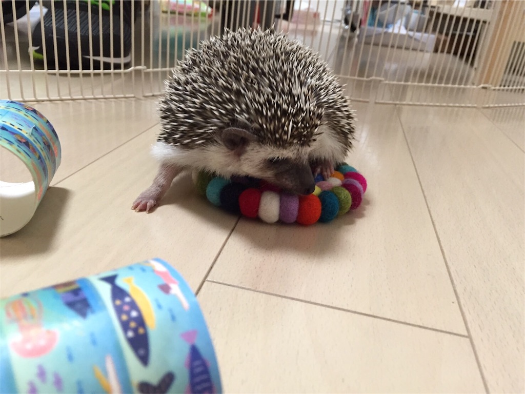 f:id:hedgehog_chacha:20160605230855j:image f:id:hedgehog_chacha:20160605230855j:image
