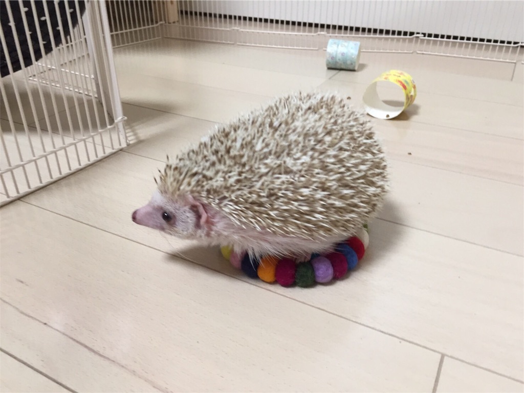 f:id:hedgehog_chacha:20160605234423j:image f:id:hedgehog_chacha:20160605234423j:image