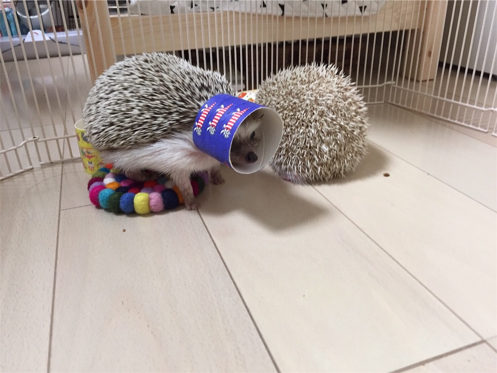 f:id:hedgehog_chacha:20160606000244j:image f:id:hedgehog_chacha:20160606000244j:image