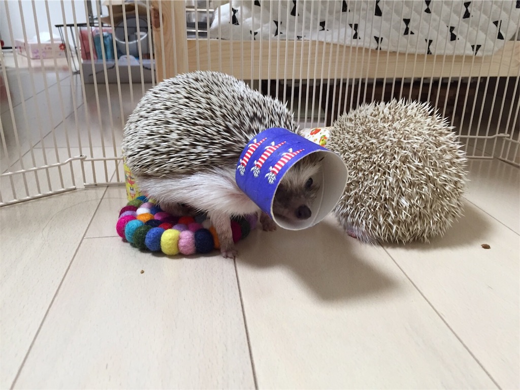 f:id:hedgehog_chacha:20160606000257j:image f:id:hedgehog_chacha:20160606000257j:image