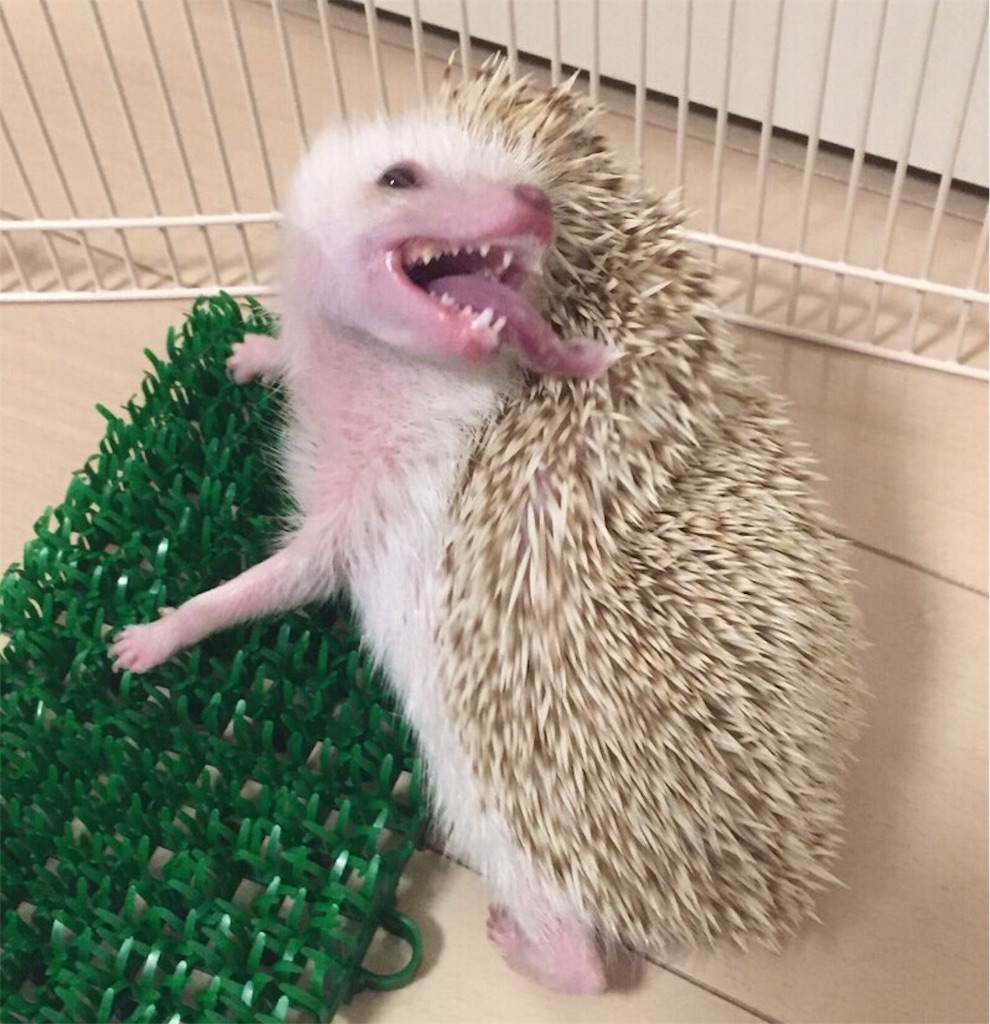 f:id:hedgehog_chacha:20160609164155j:image f:id:hedgehog_chacha:20160609164155j:image