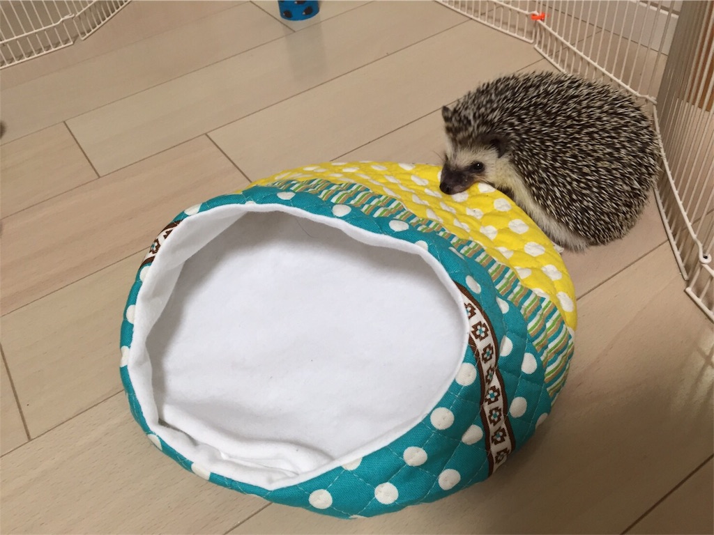f:id:hedgehog_chacha:20160617223118j:image f:id:hedgehog_chacha:20160617223118j:image