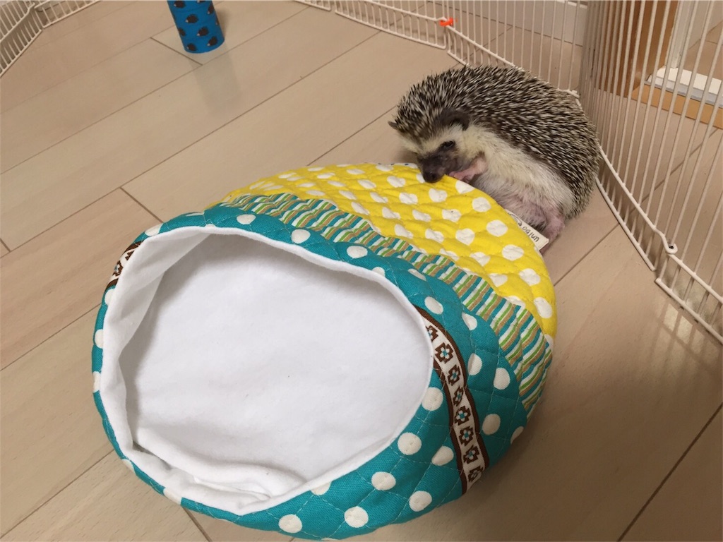 f:id:hedgehog_chacha:20160617223248j:image f:id:hedgehog_chacha:20160617223248j:image