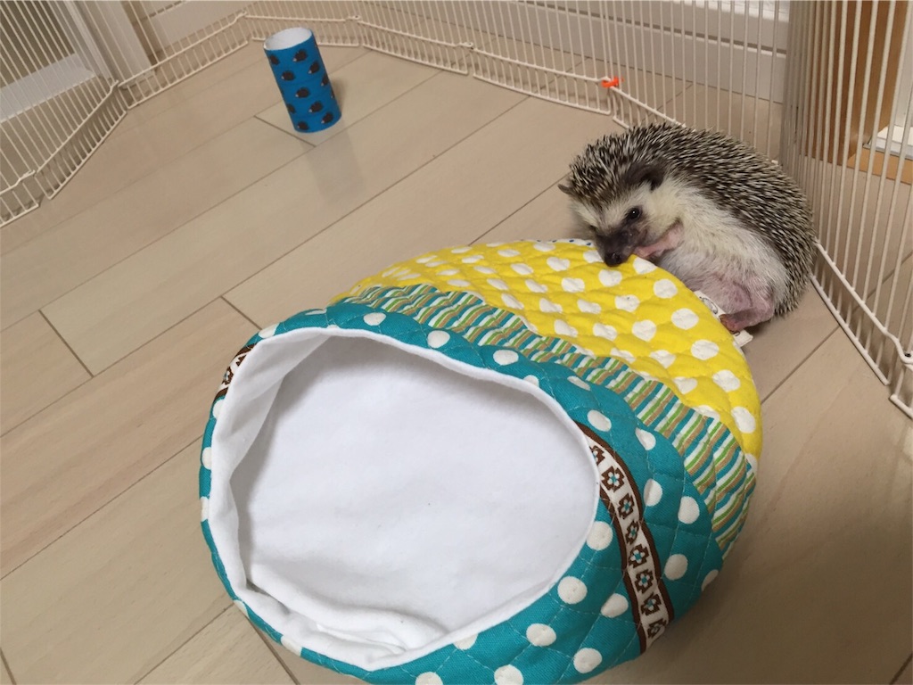 f:id:hedgehog_chacha:20160617223402j:image f:id:hedgehog_chacha:20160617223402j:image
