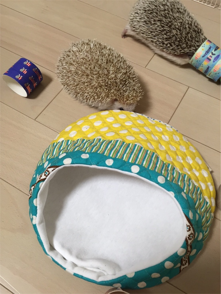 f:id:hedgehog_chacha:20160617223835j:image f:id:hedgehog_chacha:20160617223835j:image