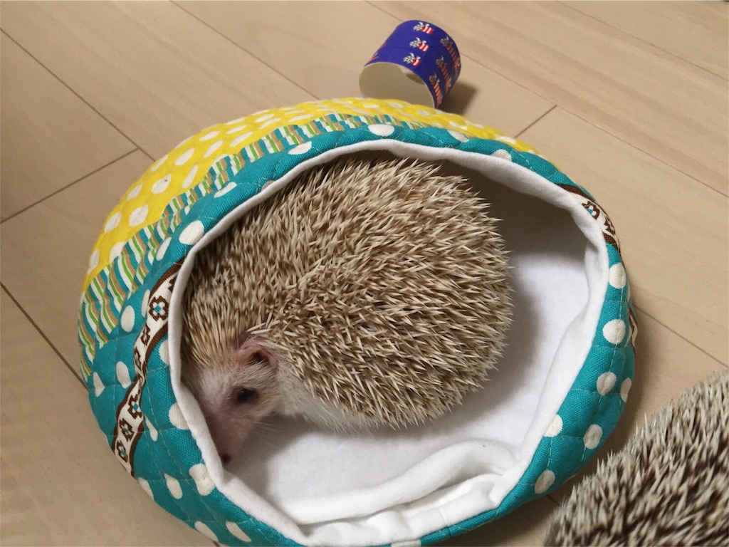 f:id:hedgehog_chacha:20160617224053j:image f:id:hedgehog_chacha:20160617224053j:image
