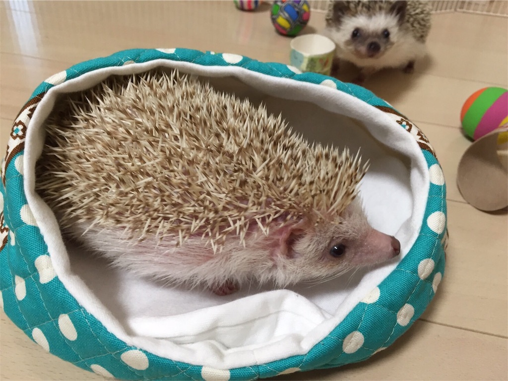 f:id:hedgehog_chacha:20160617224218j:image f:id:hedgehog_chacha:20160617224218j:image