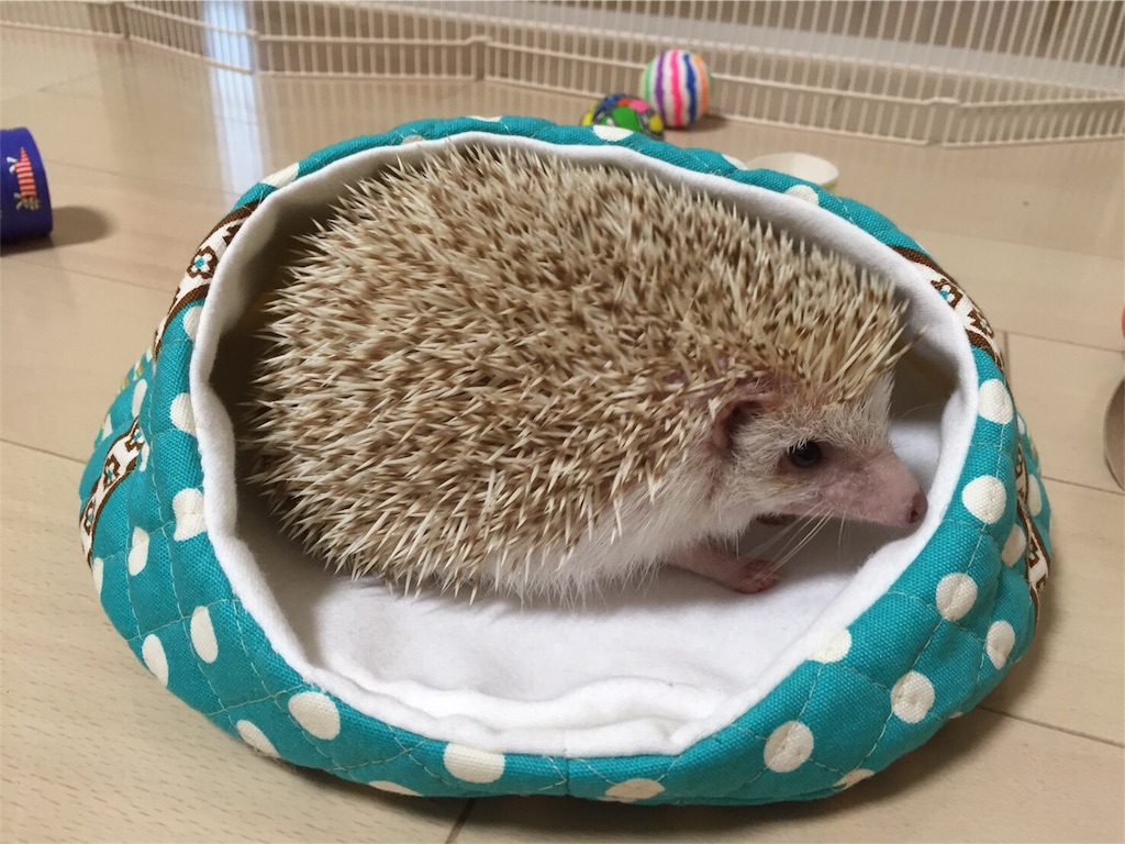 f:id:hedgehog_chacha:20160617224528j:image f:id:hedgehog_chacha:20160617224528j:image