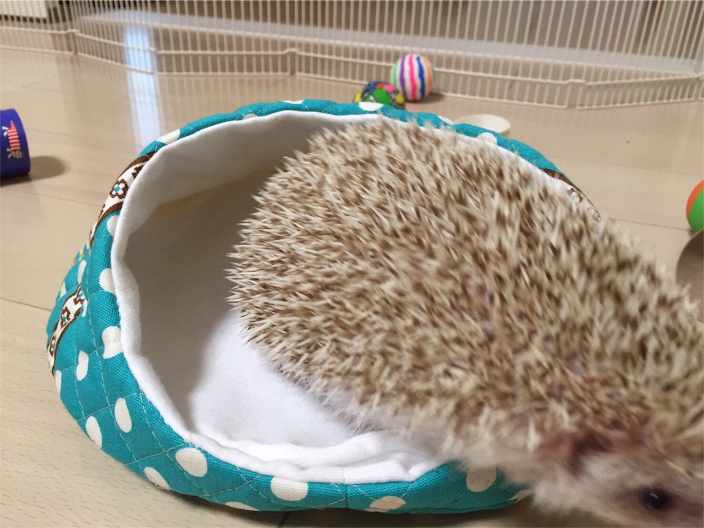 f:id:hedgehog_chacha:20160617224926j:image f:id:hedgehog_chacha:20160617224926j:image