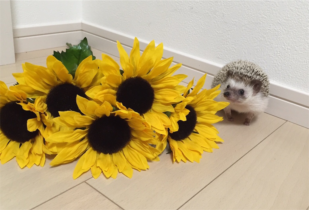 f:id:hedgehog_chacha:20160707210225j:image f:id:hedgehog_chacha:20160707210225j:image