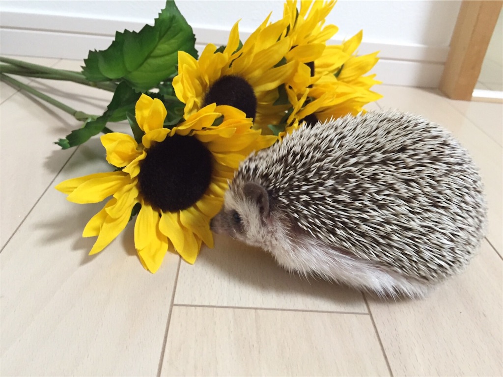 f:id:hedgehog_chacha:20160707210357j:image f:id:hedgehog_chacha:20160707210357j:image