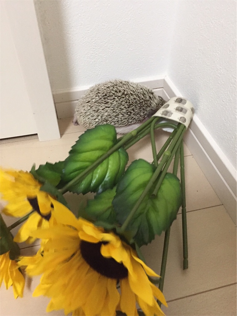 f:id:hedgehog_chacha:20160707210631j:image f:id:hedgehog_chacha:20160707210631j:image