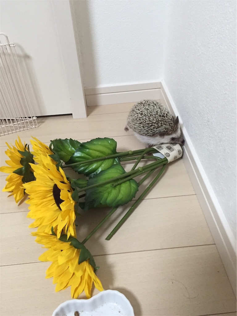 f:id:hedgehog_chacha:20160707210943j:image f:id:hedgehog_chacha:20160707210943j:image