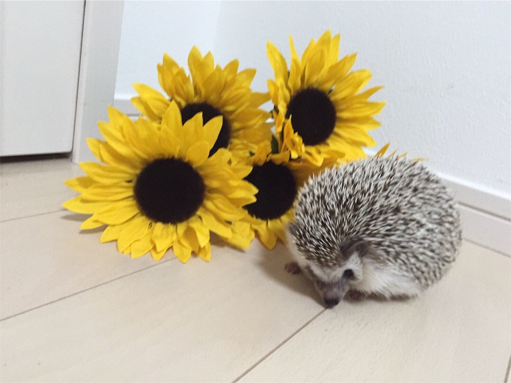 f:id:hedgehog_chacha:20160707211047j:image f:id:hedgehog_chacha:20160707211047j:image
