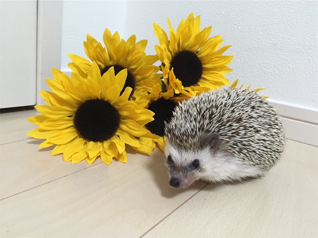 f:id:hedgehog_chacha:20160707211136j:image f:id:hedgehog_chacha:20160707211136j:image