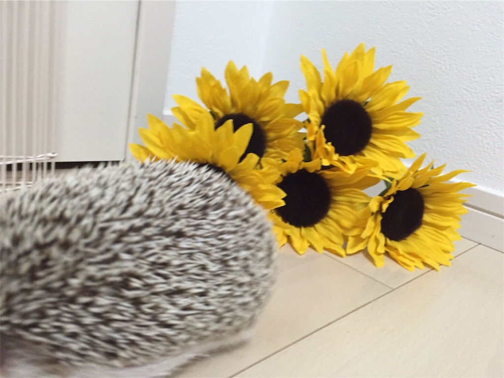 f:id:hedgehog_chacha:20160707211247j:image f:id:hedgehog_chacha:20160707211247j:image